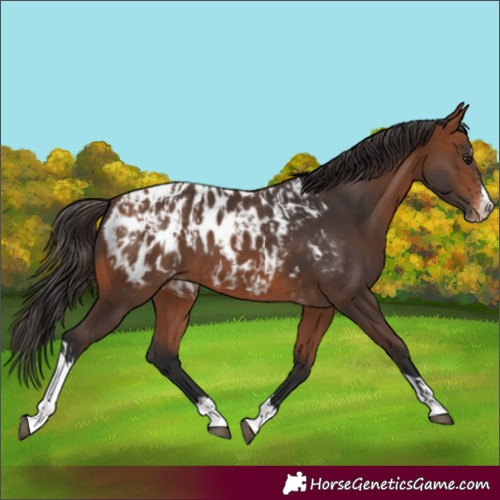 Horse Color:Bay Splash Tobiano Near Leopard  and Bay Splash Tobiano Near Leopard 