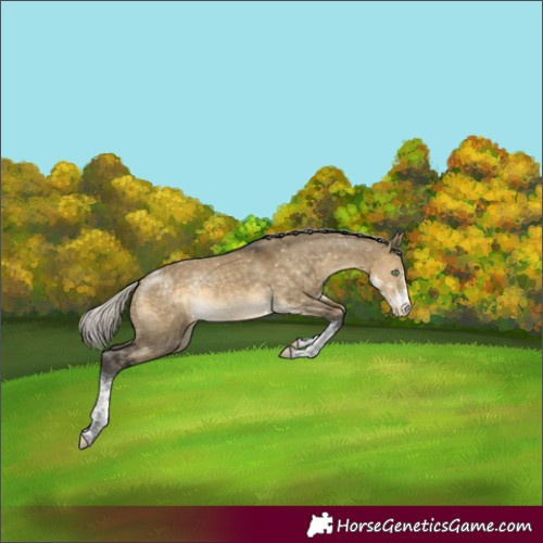 Horse Color:Silver Buckskin Dun Sabino Tobiano Snowflake Varnish Rabicano 