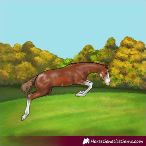 Horse Color:Chestnut Sabino