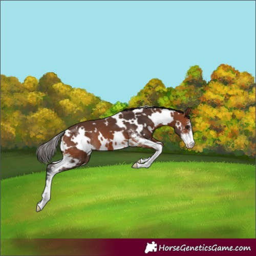 Horse Color:White Spotted Bay Sabino