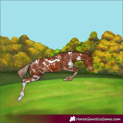 Horse Color:White Spotted Chestnut