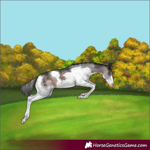 Horse Color:Brown Splash Tobiano Rabicano