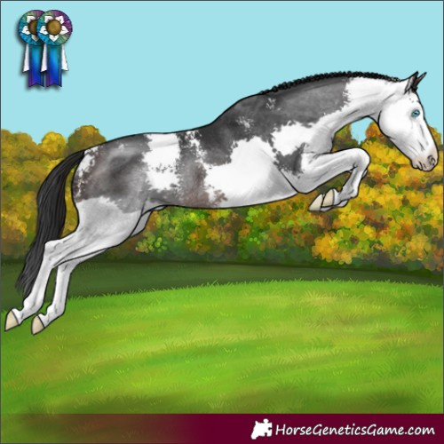 Horse Color:Brown Sabino Splash Rabicano 