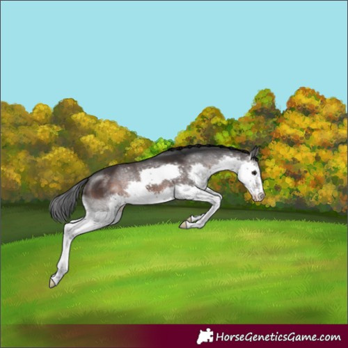 Horse Color:Brown Splash Rabicano