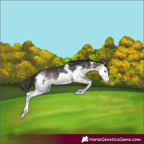 Horse Color:Brown Sabino Splash Rabicano