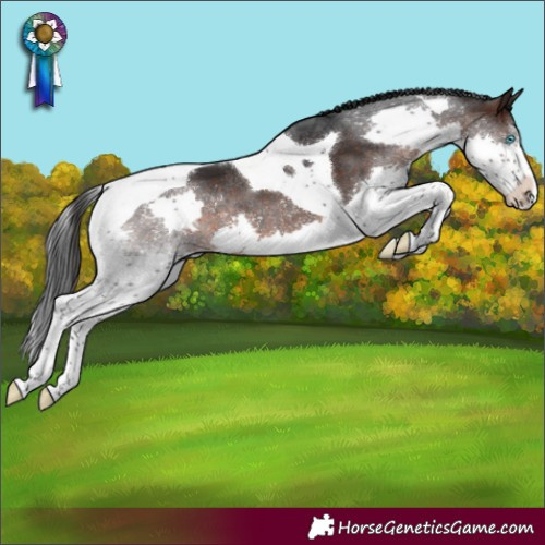 Horse Color:Brown Splash Tobiano Varnish Rabicano