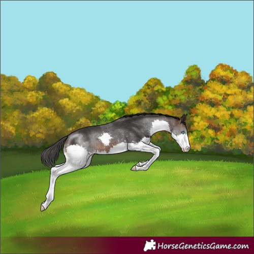 Horse Color:Brown Splash Rabicano 