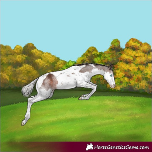 Horse Color:Silver Brown Splash Tobiano Varnish Rabicano