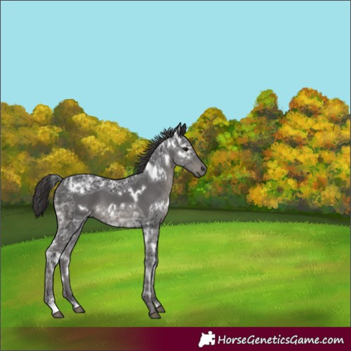 Horse Color:White Spotted Smoky Black Ice 
