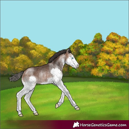 Horse Color:Bay Splash Rabicano