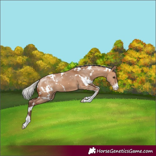 Horse Color:White Spotted Silver Bay Dun Sabino