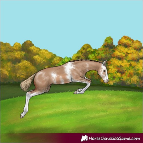 Horse Color:Red Dun Sabino
