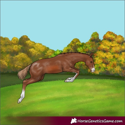 Horse Color:Chestnut Sabino