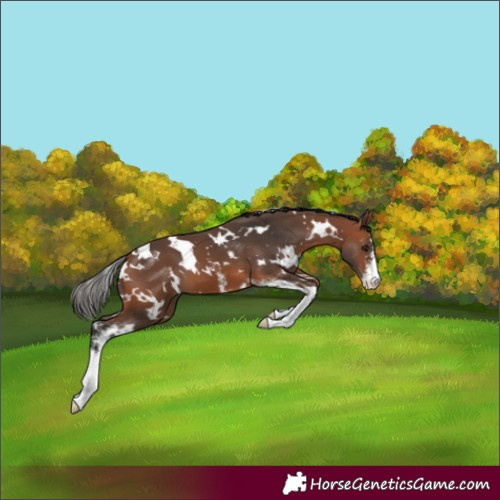 Horse Color:White Spotted Bay Sabino 