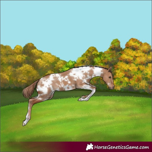 Horse Color:White Spotted Red Dun