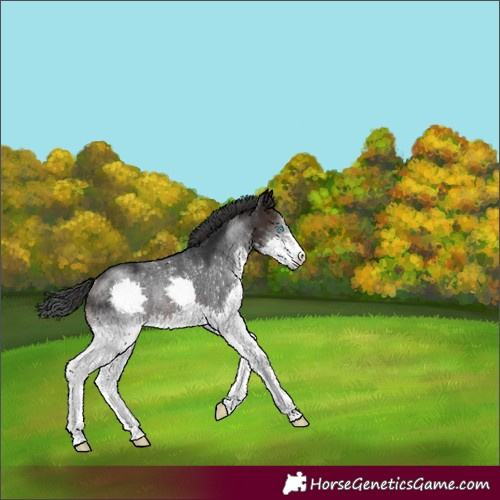 Horse Color:Brown Splash Rabicano 