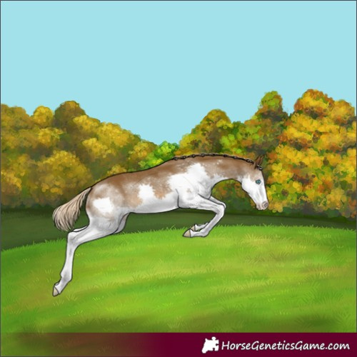 Horse Color:Chocolate Palomino Splash Rabicano