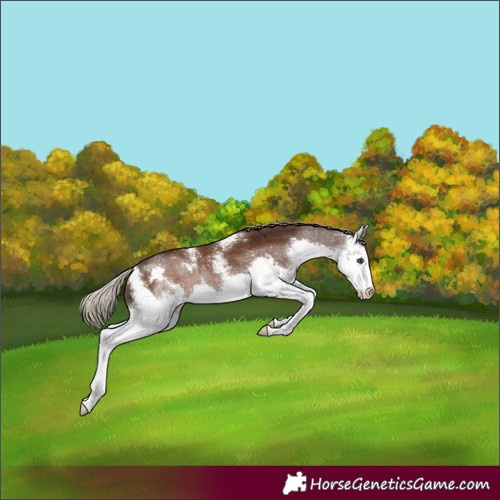 Horse Color:Liver Chestnut Sabino Splash Rabicano