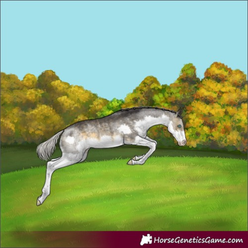 Horse Color:Silver Buckskin Splash Rabicano 