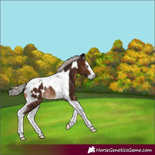 Horse Color:Gray Silver Bay Splash Tobiano Blanket Rabicano