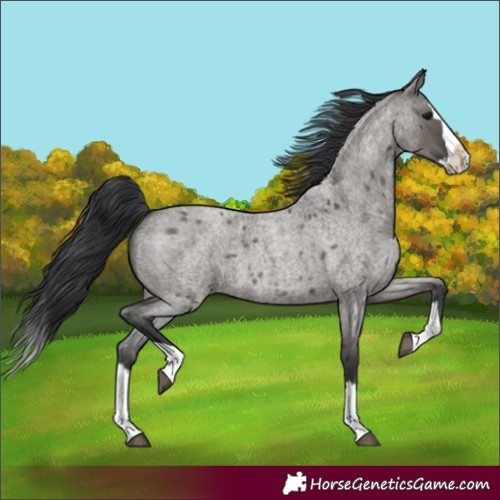 Horse Color:Unknown 
