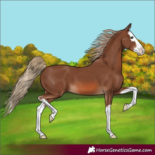 Horse Color:Unknown 