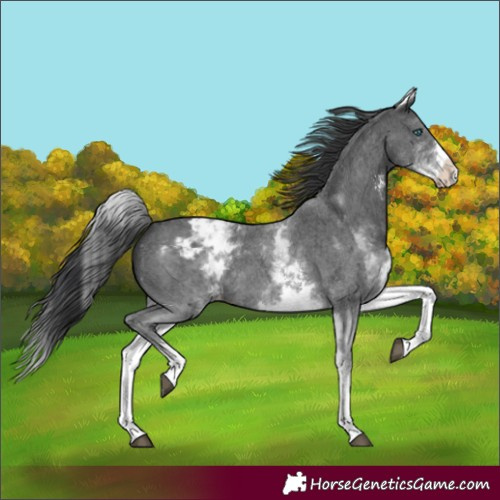 Horse Color:Unknown 