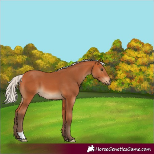 Horse Color:Silver Bay 
