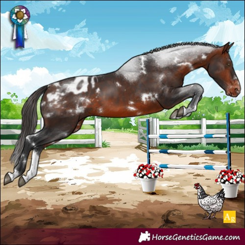 Horse Color:White Spotted Bay Sabino Blanket