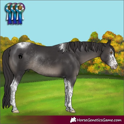 Horse Color:Smoky Black Sabino Tobiano Rabicano