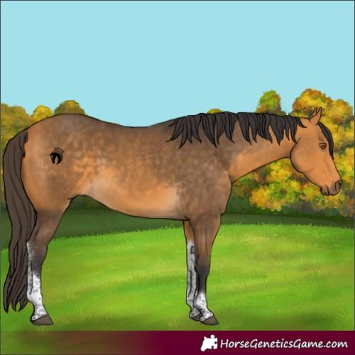 Horse Color:Buckskin Tobiano 