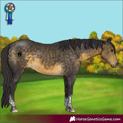 Horse Color:Buckskin Tobiano Rabicano