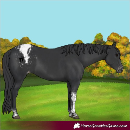 Horse Color:Black Tobiano Blanket 