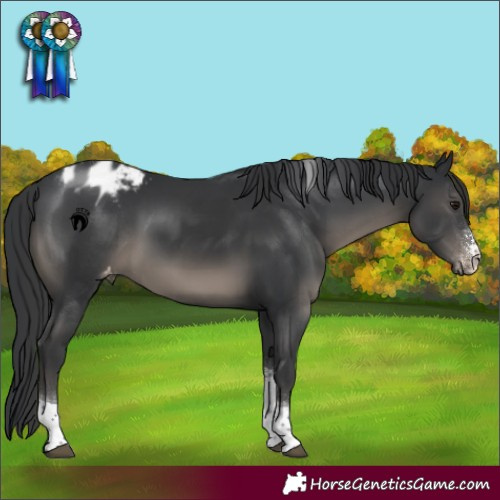 Horse Color:Black Sabino Tobiano Varnish Rabicano 