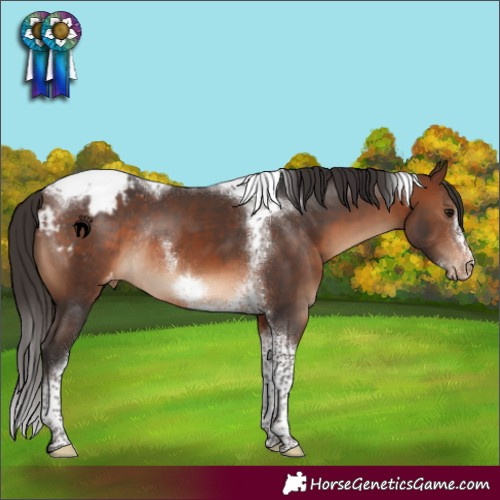 Horse Color:Brown Tobiano Frame Blanket Rabicano