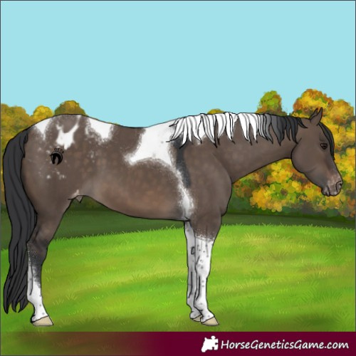 Horse Color:Brown Dun Tobiano Varnish