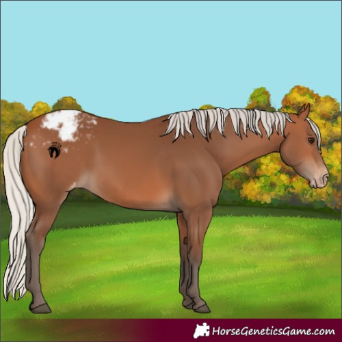 Horse Color:Silver Brown Varnish Rabicano 