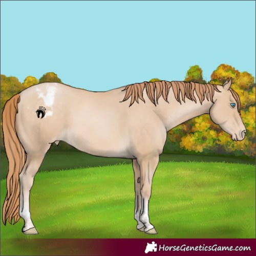 Horse Color:Buckskin Pearl Tobiano Varnish Rabicano