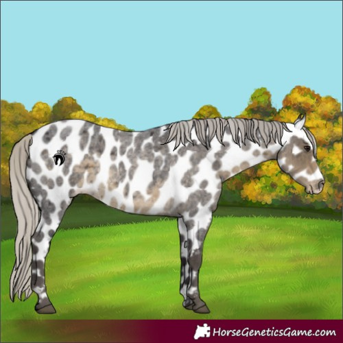 Horse Color:Silver Smoky Blue Roan Leopard 