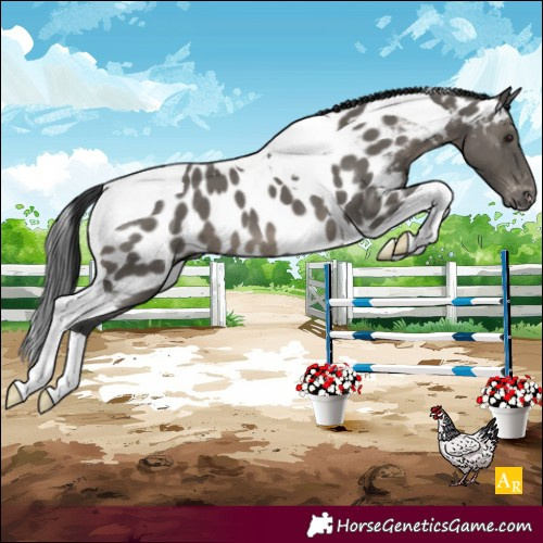 Horse Color:Grullo Tobiano Near Leopard 