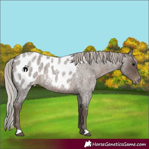 Horse Color:Silver Blue Roan Near Leopard 