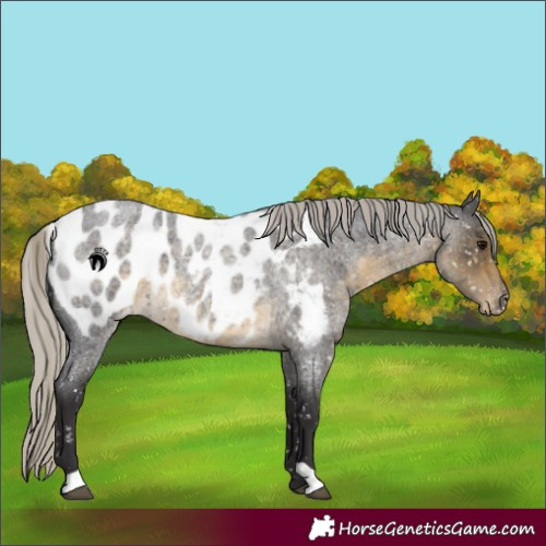 Horse Color:Silver Smoky Blue Roan Near Leopard 