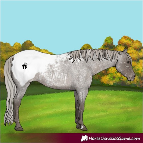 Horse Color:Silver Blue Roan Near Fewspot 