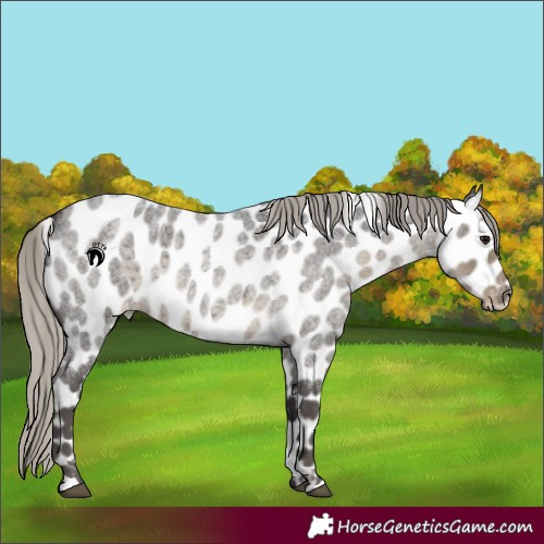 Horse Color:Silver Smoky Blue Roan Leopard