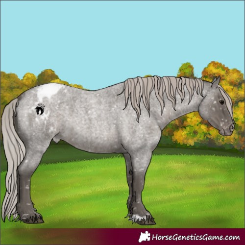 Horse Color:Silver Blue Roan Blanket 