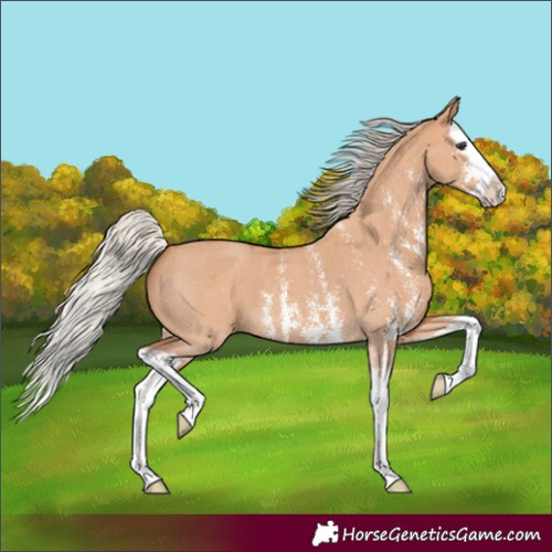 Horse Color:Unknown 