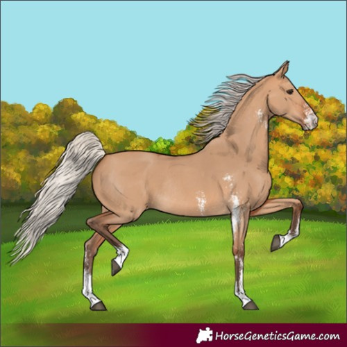 Horse Color:Silver Bay Dun Sabino Rabicano