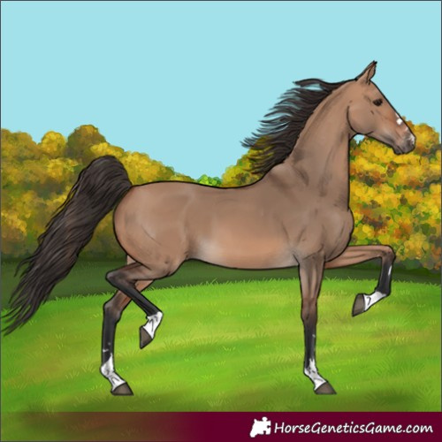 Horse Color:Bay Dun 