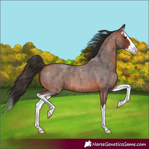 Horse Color:Unknown 