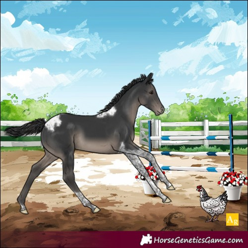 Horse Color:Black Mushroom Tobiano Blanket 